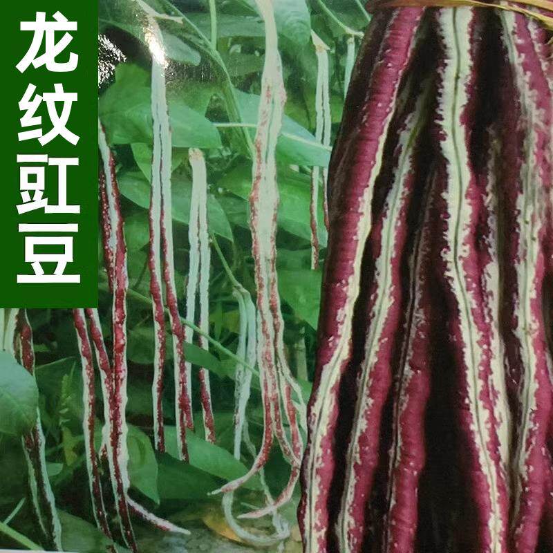 豇豆种籽花豹豇豆紫红豇豆长豆角高产春夏四季阳台盆栽蔬菜种孑子
