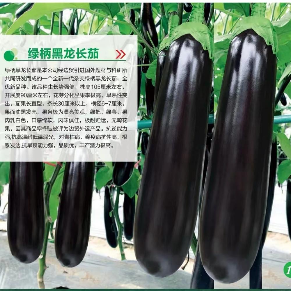 绿柄黑龙长茄种籽早熟黑油亮绿把茄子种子大田基地春秋播蔬菜种孑