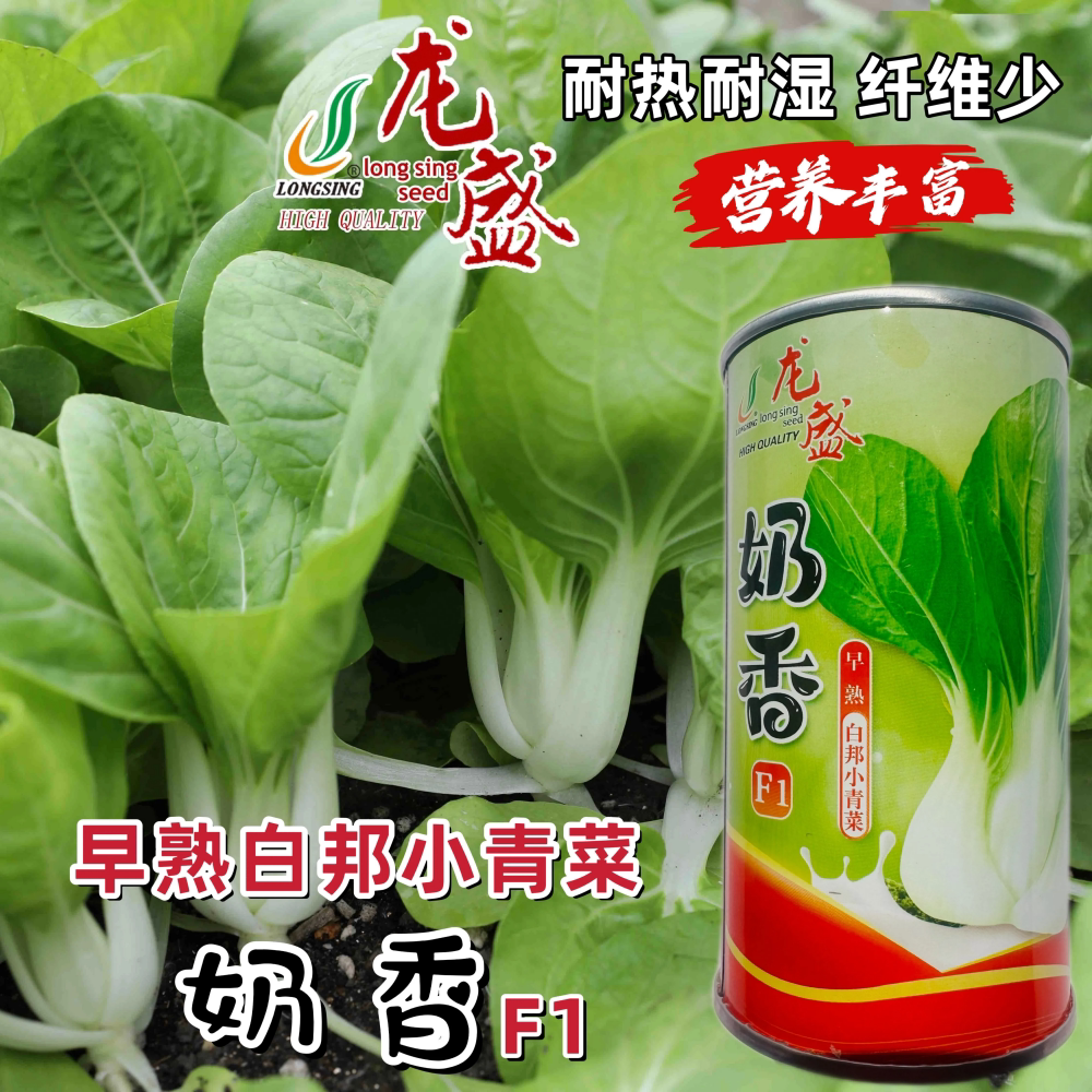 龙盛奶香小白菜种子杂交早熟白帮小青菜种籽农家春秋季播蔬菜种孑