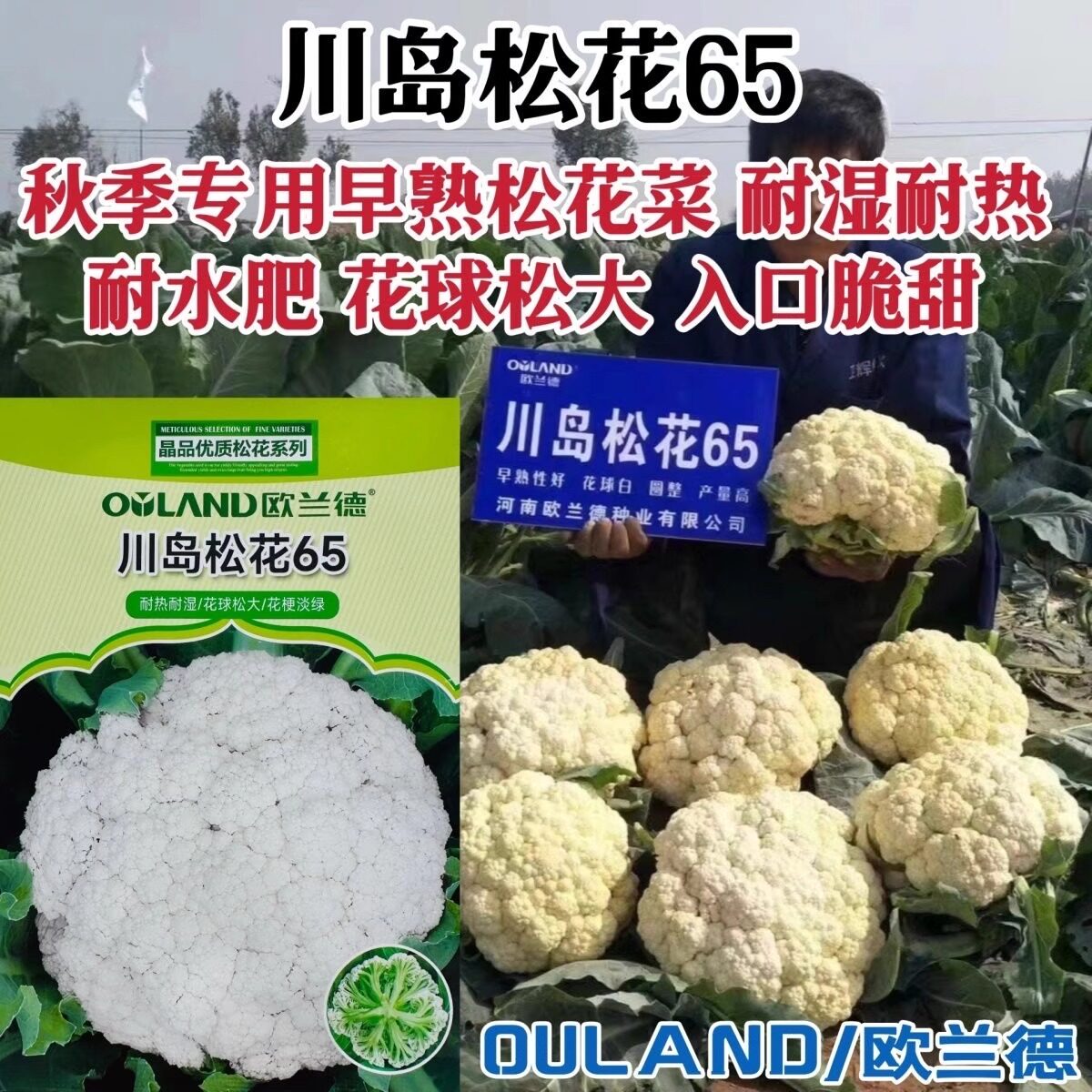 川岛松花65松花菜种子白花菜种籽早熟耐热耐湿秋季专用花椰菜种孑