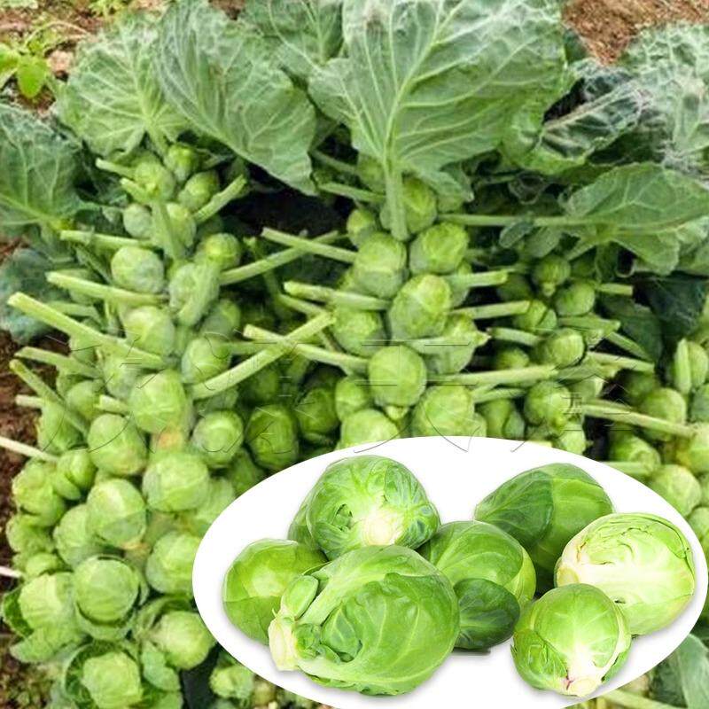 孢子甘蓝菜种子菜夏季子持四季播特蔬菜种籽耐热秋季抱子青菜苗