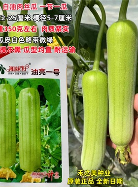 湘妹籽油亮一号丝瓜种子白绿色早熟种籽短棒油亮 白油肉丝瓜种子