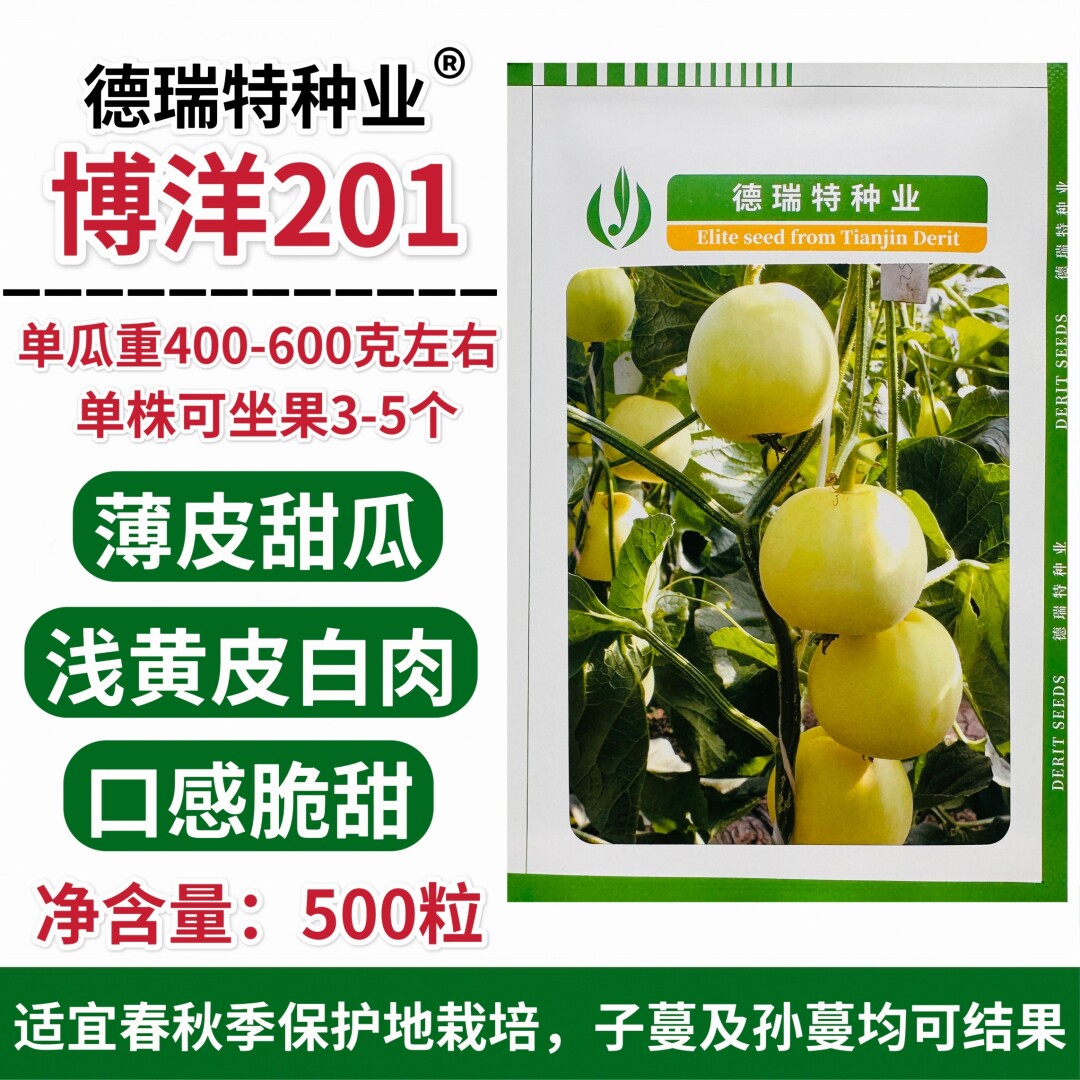 德瑞特博洋201薄皮甜瓜种子浅黄皮白肉甜脆口感好香瓜种籽春秋播