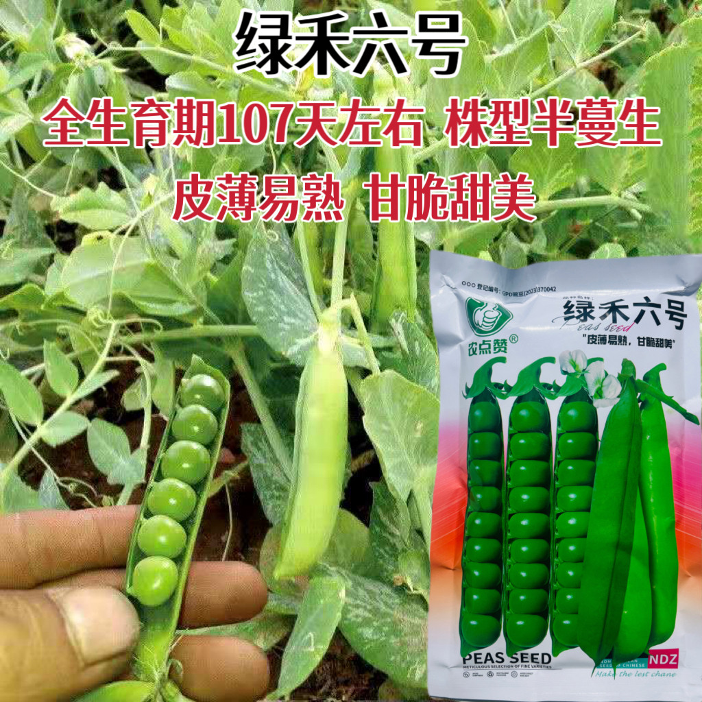 绿禾六号豌豆种子薄皮高产耐寒甜豌豆种籽农家秋冬季播种蔬菜种孑
