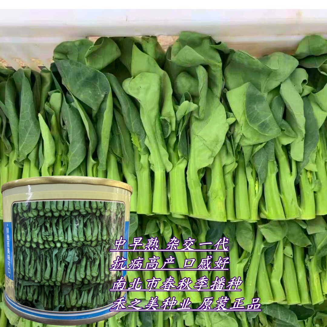 宝宝芥兰种子抗病高产中早熟广东芥蓝种籽南北方春夏秋季播蔬菜孑