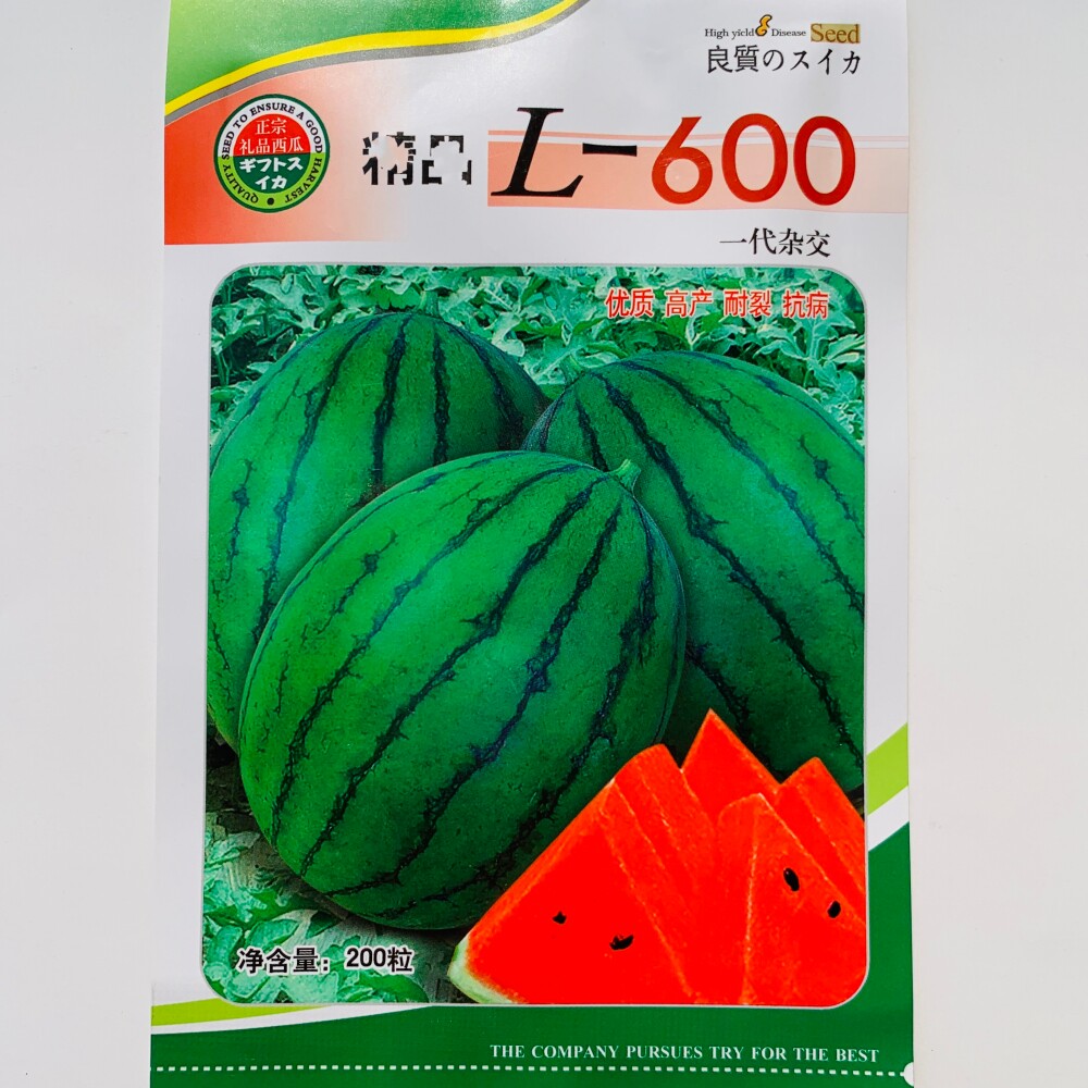 精品L-600西瓜种子高产抗病早熟杂交礼品小西瓜种籽春秋保护地播