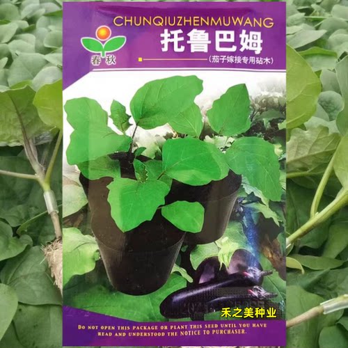 新托鲁巴姆种籽 茄子嫁接专用砧木种子抗病强5克春夏秋冬季种