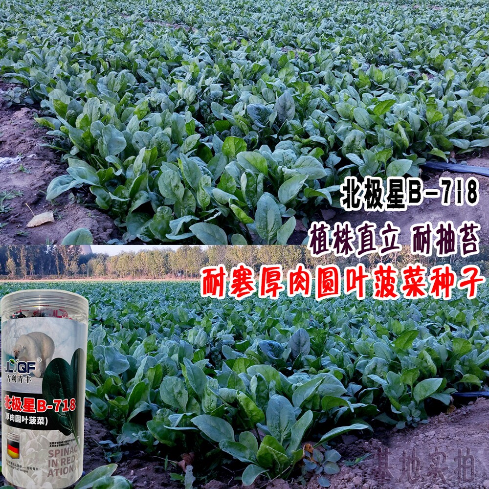 北极星B-718菠菜种子杂交早熟耐寒厚肉圆叶菠菜种籽农家秋冬季播
