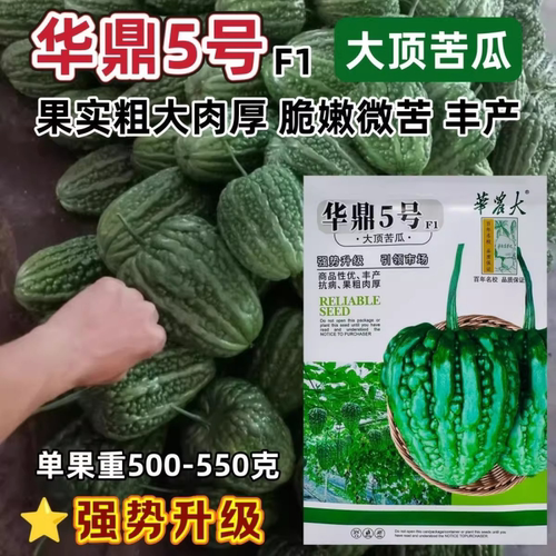 华鼎5号大顶苦瓜种籽特大肉绿疙瘩苦瓜种子高产凉瓜籽种蔬菜种孑