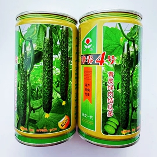 津春4号黄瓜种籽青皮绿肉结瓜多抗病高产杂交早熟黄瓜种子春秋播
