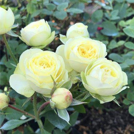 月季花苗奶油龙沙玫瑰花苗庭院阳台花卉盆栽