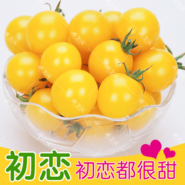 初恋番茄种子籽盆栽阳台超甜黄圣女果樱桃西红柿苗春四季蔬菜种孑