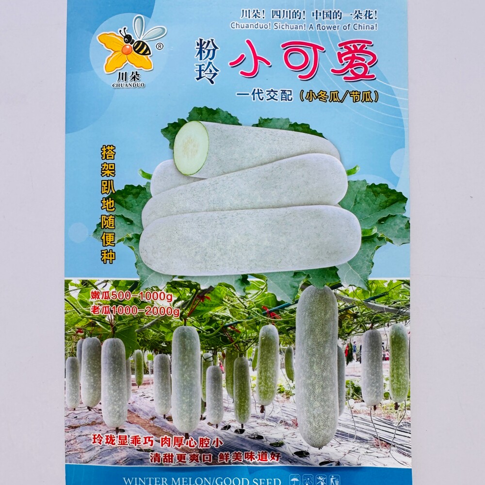 粉铃粉皮小冬瓜种子早熟短筒形肉厚心腔小节瓜种籽农家春夏秋季播