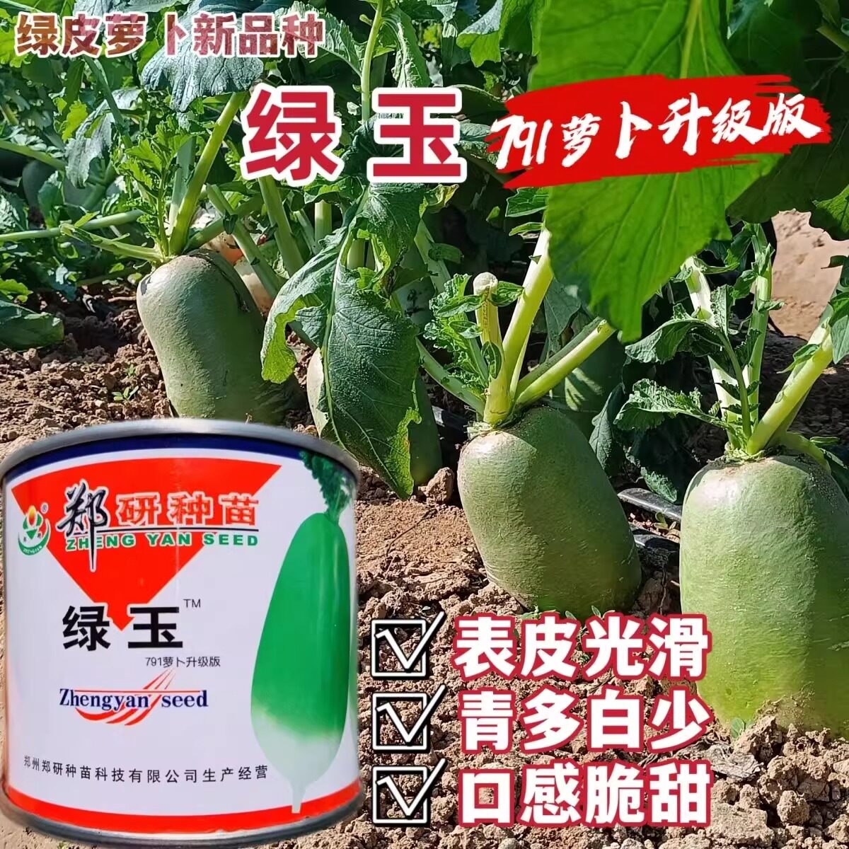 郑研绿玉791萝卜青萝卜种子夏秋较耐热表皮光滑口感脆甜多汁萝卜