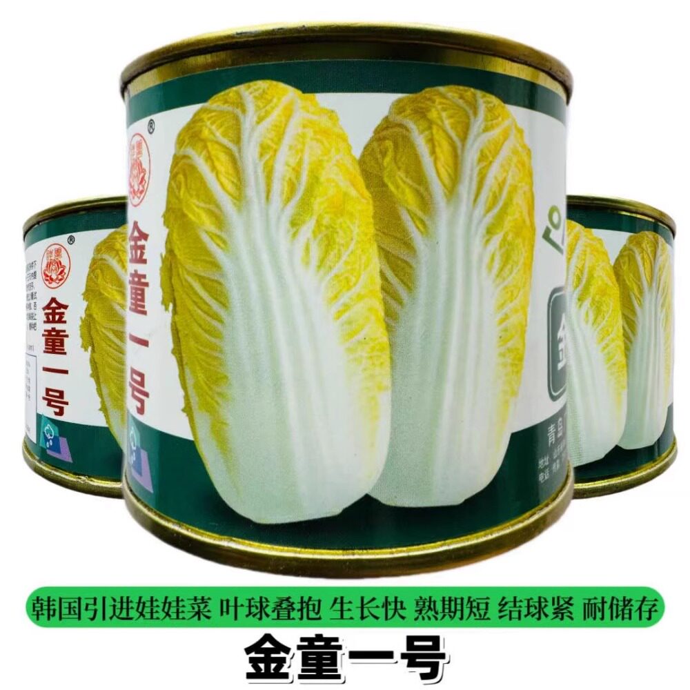 金童一号娃娃菜种子韩国引进抗病杂交黄心娃娃菜白菜种籽春夏秋播