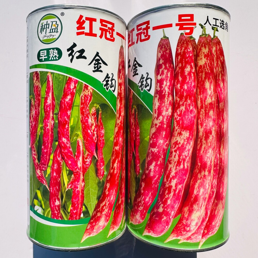 种盈红冠一号红金钩豆角种子早熟高产菜豆肉厚四季豆种籽春秋季播