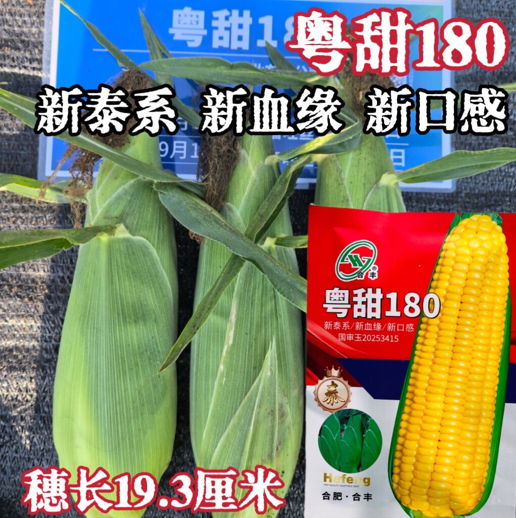 合丰粤甜180水果玉米种子新泰系新口感甜玉米种籽农家春季播种孑