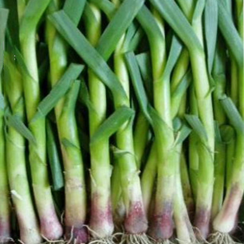 新品原装蔬菜种子大葱籽美国花旗韭葱种子小香葱种子洋蒜苗种子