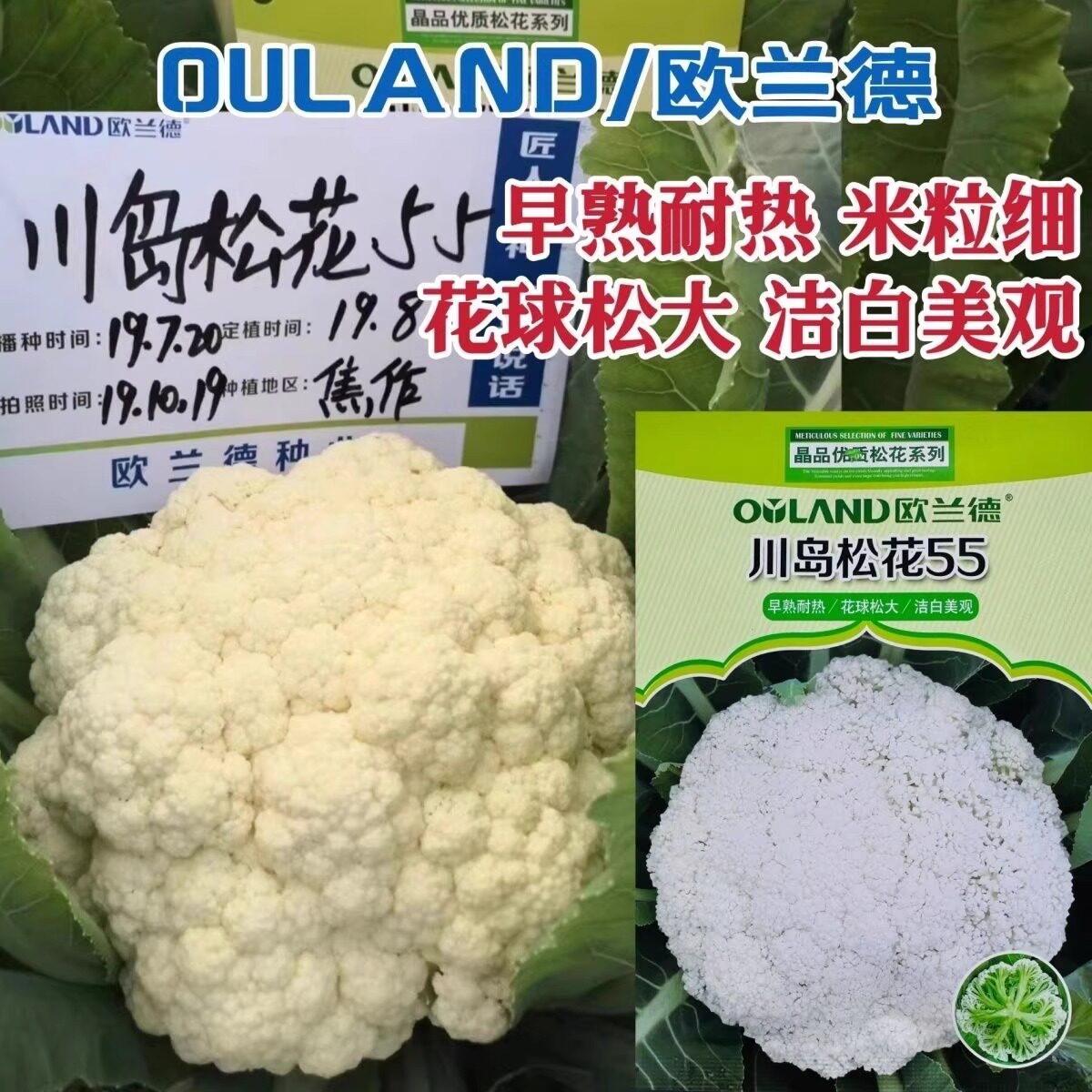 川岛松花55松花菜种子早熟耐热洁白青梗花菜种籽花球松大米粒细小