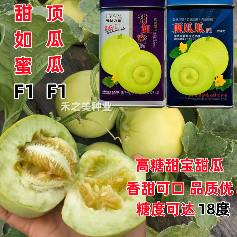 甜如蜜顶瓜瓜甜宝种子高糖高品质杂交甜瓜种子超甜甜瓜种籽糖度高