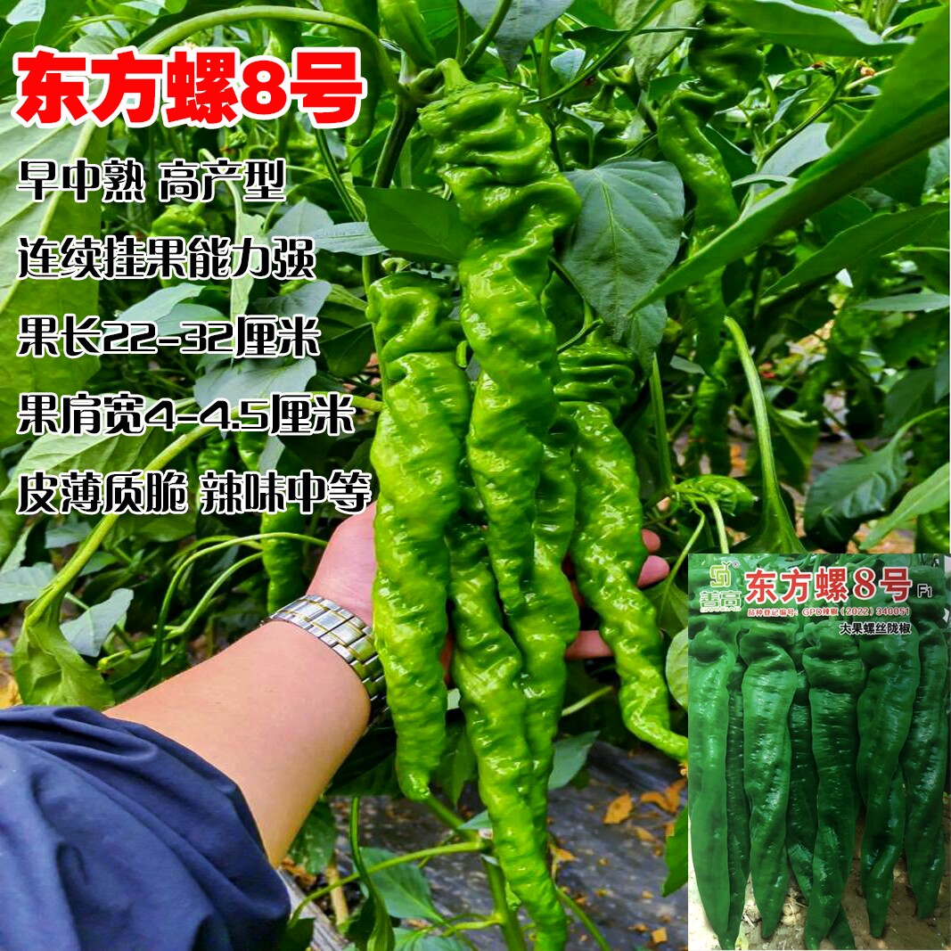 东方螺8号大果螺丝椒陇椒种子香辣早中熟辣椒种籽农家春秋播种孑