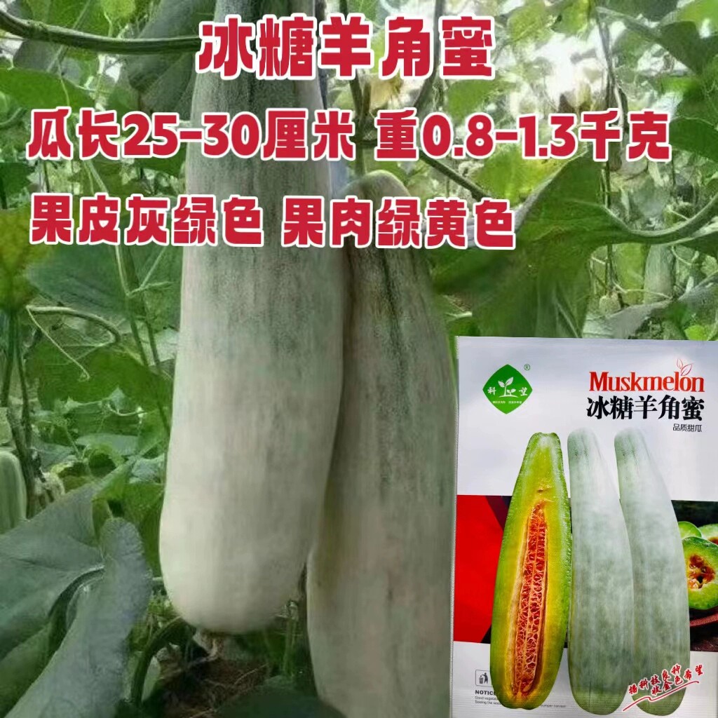 科乐冰糖羊角蜜甜瓜种子高产早熟肉质细脆香瓜种籽农家早春季播种
