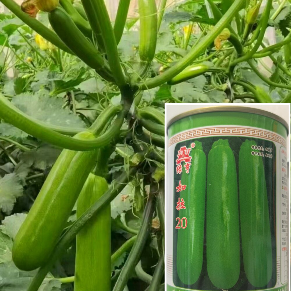 如拉20西葫芦种籽翠绿杂交长棒形耐低温越冬春棚占瓜种子蔬菜种孑