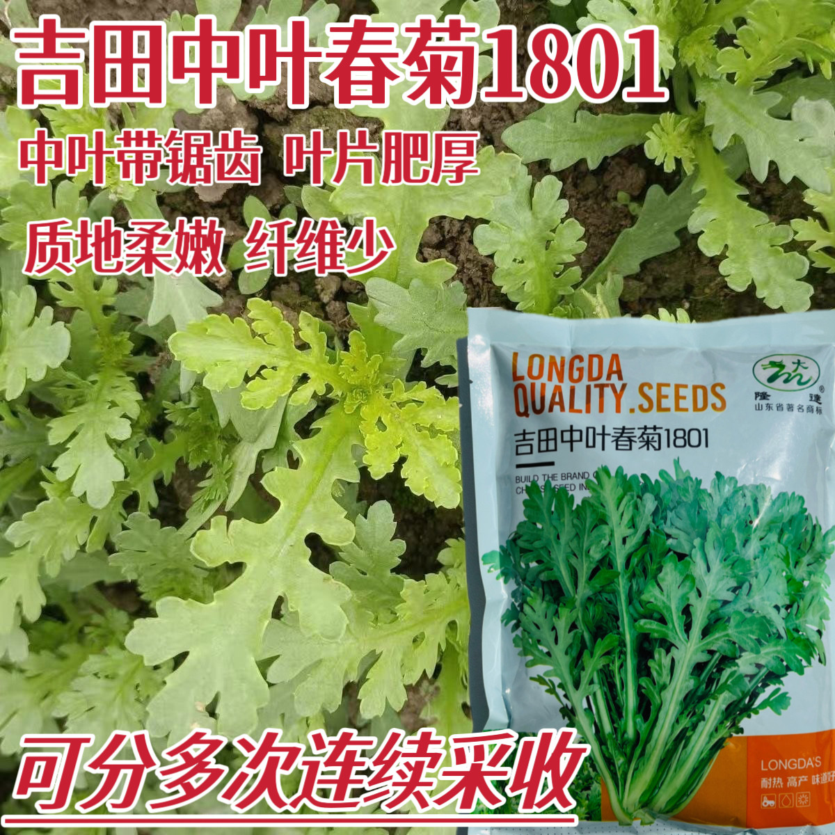 隆达中叶春菊1801茼蒿种子耐热高产花叶茼蒿菜种籽农家春秋季播种