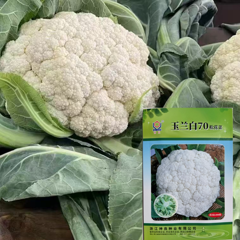 玉兰白70/80松花菜种子抗病耐寒耐热白花菜种籽南北方大田基地播