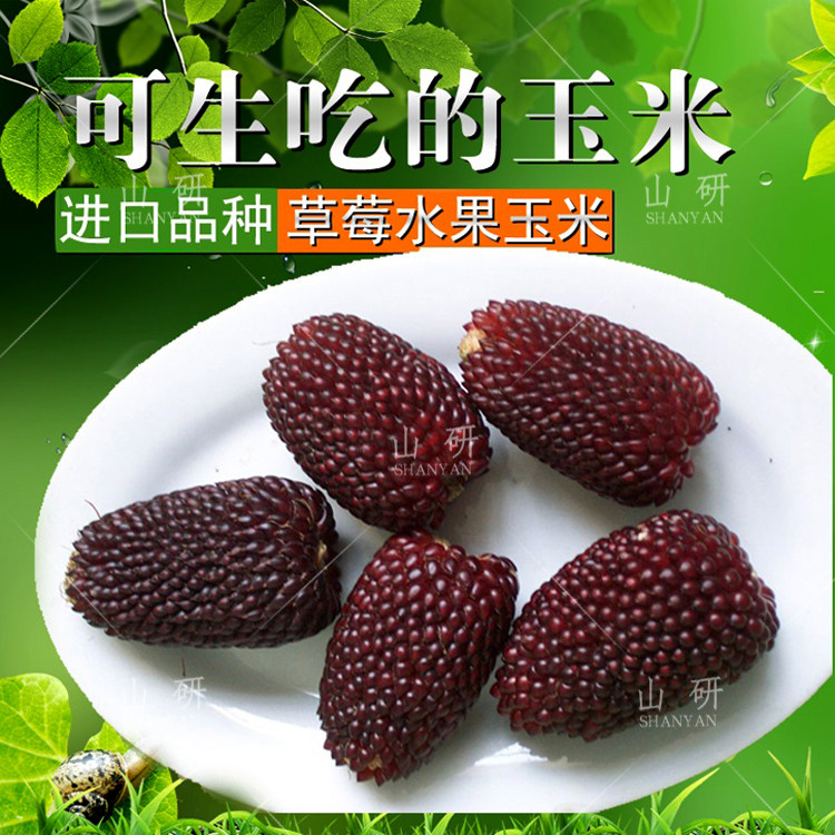 新货草莓菠萝水果玉米种子 春季夏季秋季四季蔬菜种子高产 四季播