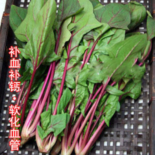丹麦红莲草种子救心草菠菜种籽菜种籽春秋冬季种植蔬菜种子四季