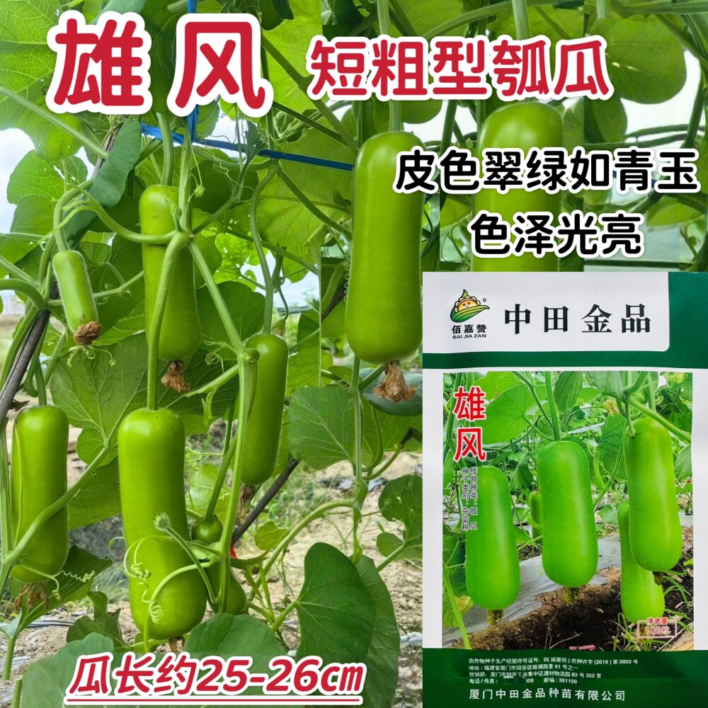 雄风短瓠瓜种子高产中早熟杂交瓠子种籽农家蒲瓜春秋季播蔬菜种孑