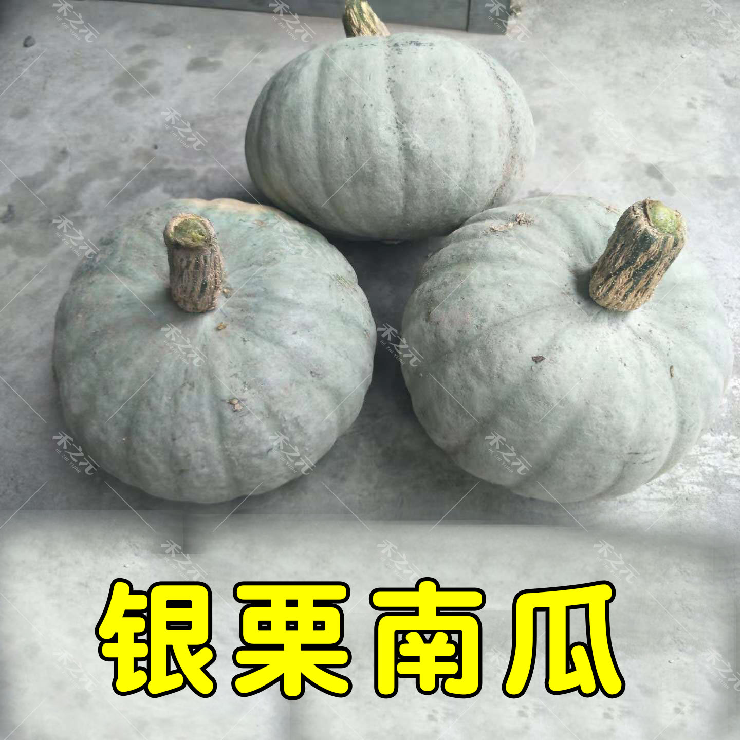 银栗南瓜种子白皮南瓜种籽春季四季夏秋冬季盆栽板栗甜粉耐储存包
