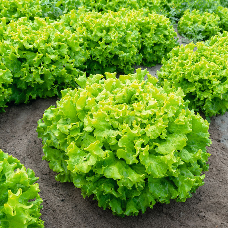 大速生菜种子紫叶生菜苗奶油结球生菜四季阳台盆栽水培蔬菜孑种籽