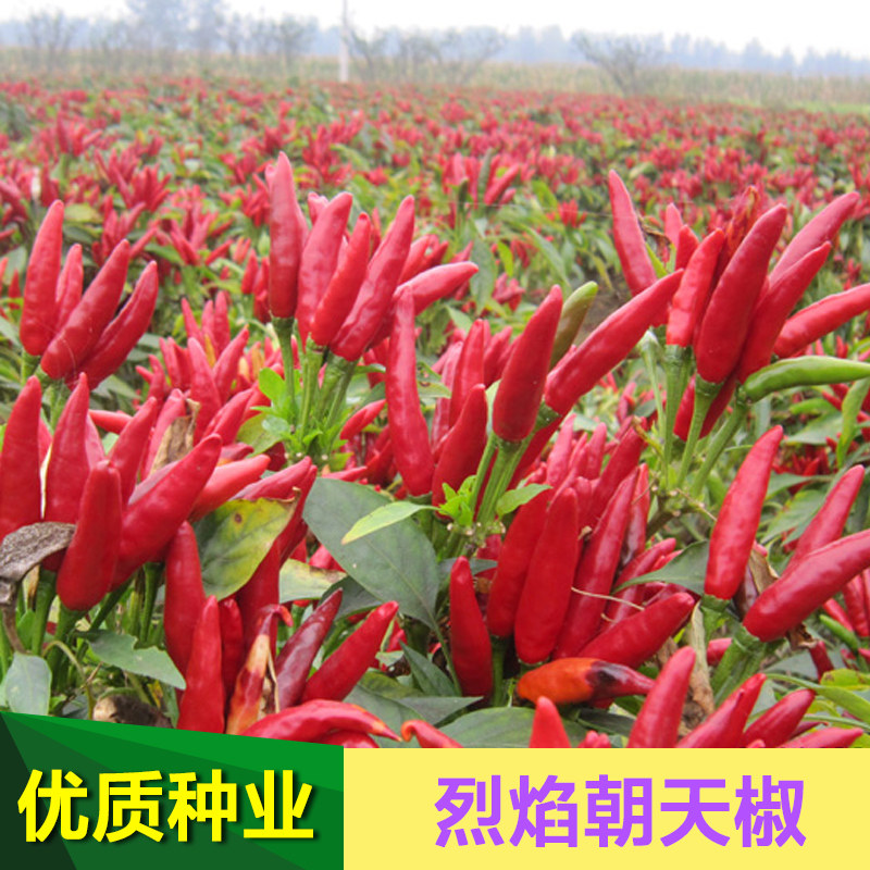 朝天辣椒种子孑苗抗病小米辣椒种籽超辣盆栽阳台春季四季高产
