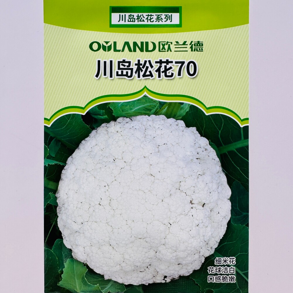 欧兰德川岛松花70白花菜种子青梗细米花杂交松花菜种籽农家秋季播