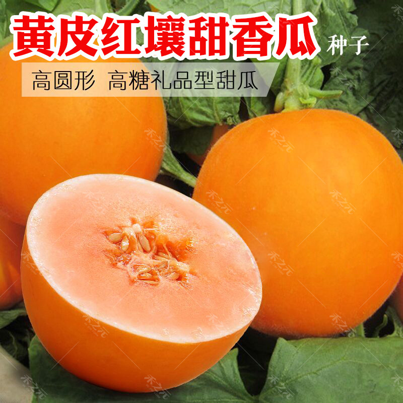黄皮红肉甜瓜种子四季春季红肉早熟高糖新疆甜瓜种籽正品盆栽种孑