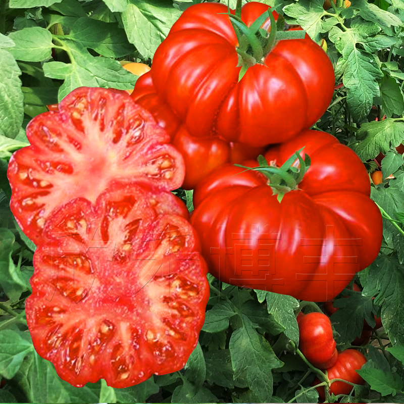 马蹄番茄种多皱西红柿种子丑八怪沙瓤柿子庭院菜种子蔬菜种孑