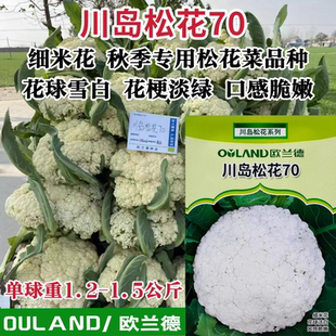 川岛松花70天松花菜种子青梗小米粒散花菜花种籽秋季专用花椰菜籽