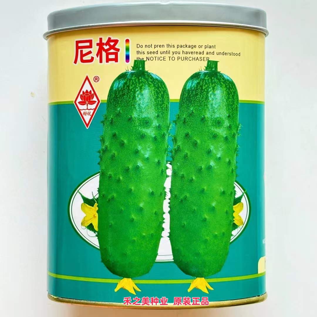 尼格水果黄瓜种子 瓜皮翠绿 口感清香 唐山秋瓜 大田高产黄瓜种子