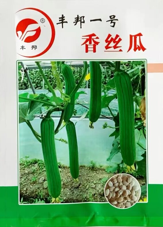 一号香丝瓜种子短型丝瓜烧汤不黑20-25厘米种籽白色5克约40粒