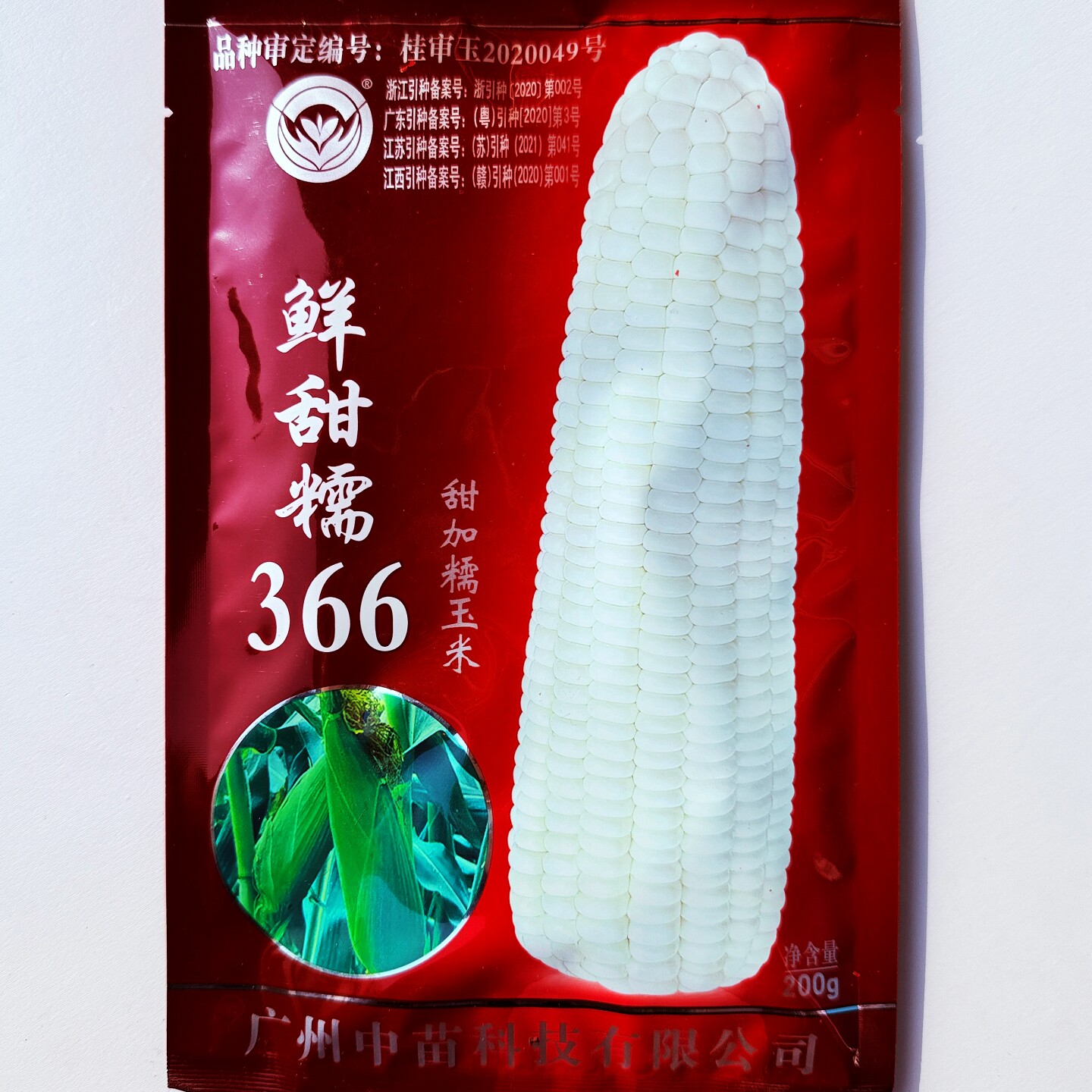 中苗鲜甜糯366甜加糯玉米种子高产鲜食大棒白黏玉米种籽春秋季播