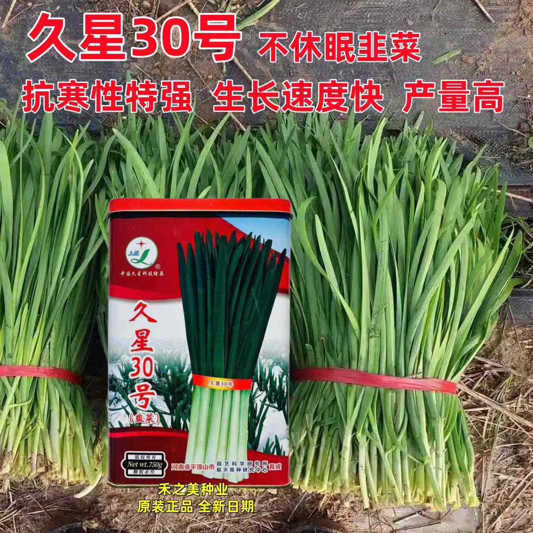 久星30号韭菜种子特耐寒优质四季韭菜种子高产抗病不休眠韭菜种籽
