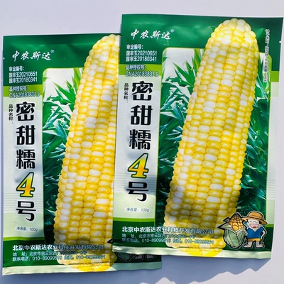 密甜糯4号玉米种子甜加糯玉米种籽黄白双色糯玉米种孑春夏秋季播