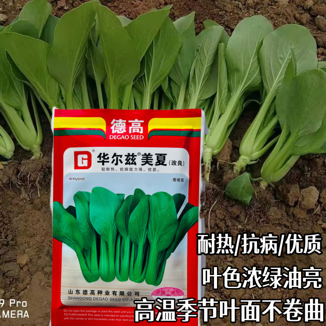 德高华尔兹美夏青梗菜种子抗病耐热耐湿青梗小白菜种籽春夏秋季播