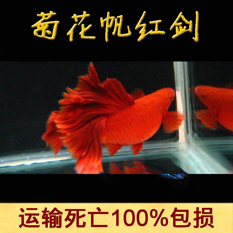 水族高鳍菊花帆红剑鱼c活体热带观赏红箭鱼淡水草缸鱼孕母鱼欧洲