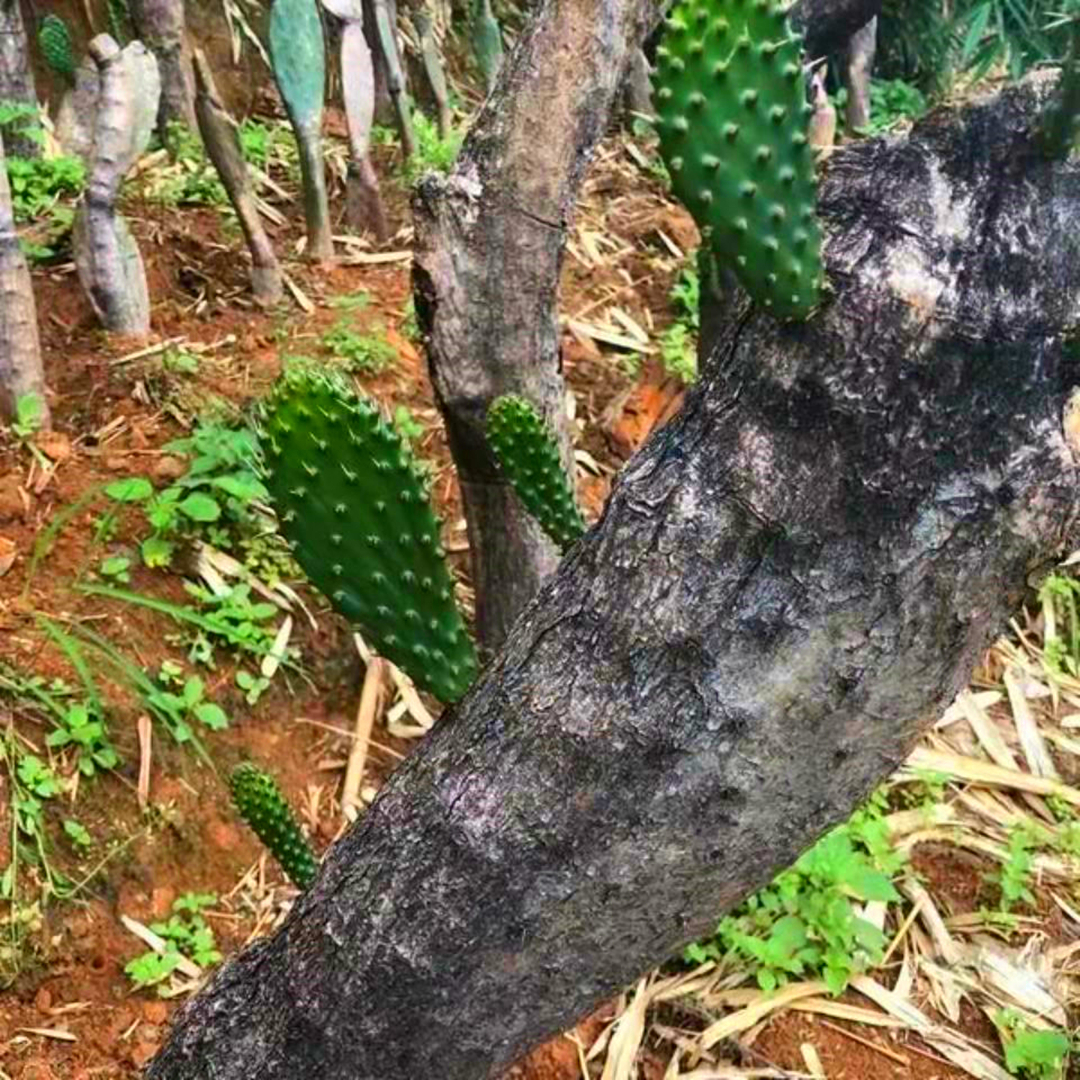 阳台，室内外较易仙人掌包成活