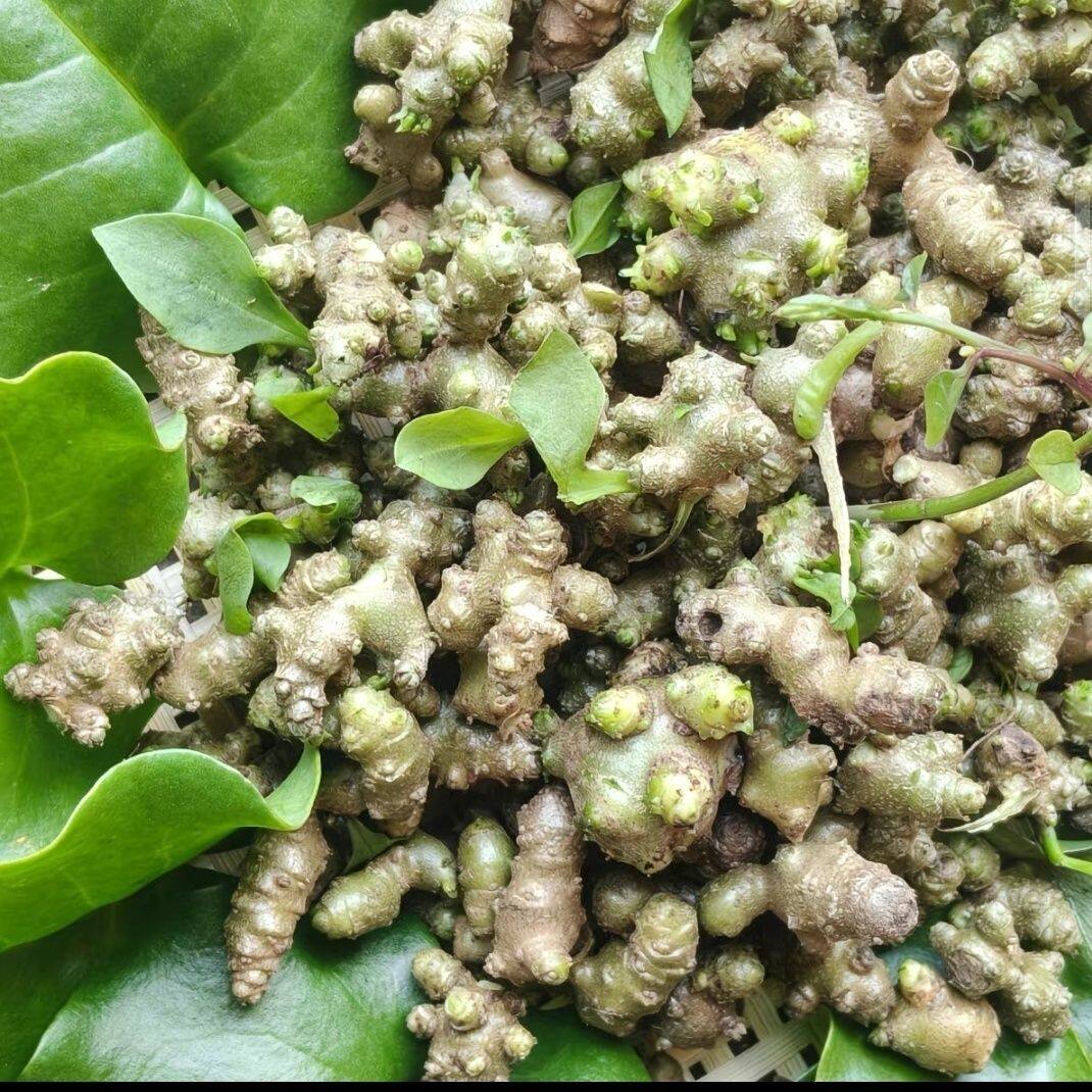 【3斤】藤三七块种地食用爬藤植物庭院阳台盆栽耐寒好养四季可种