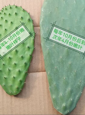 云南野生梨果仙人掌食用药用片外敷美容种片