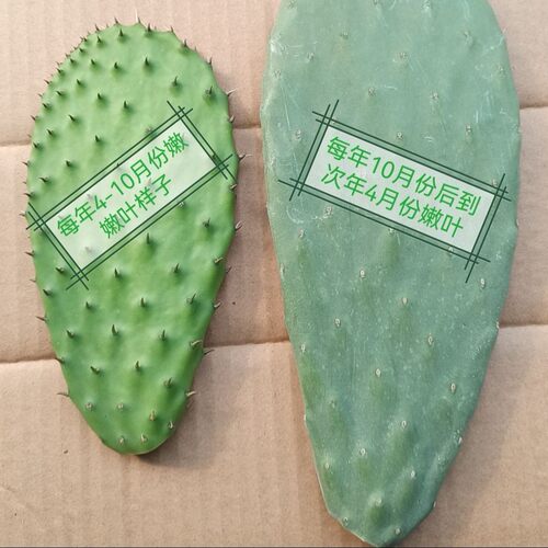 5斤云南野生梨果食用外敷仙人掌